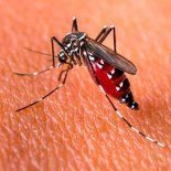 PAMI volvió a empezar con su campaña anti-dengue. PAMI volvió a empezar con su campaña anti-dengue.