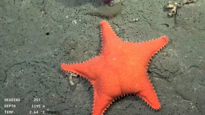 La estrella de mas culona llegó hasta riversos rubros comerciales.