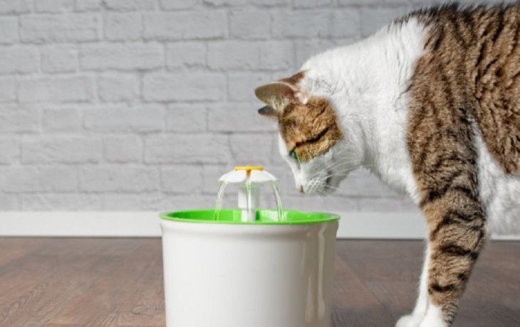 El gato y la hidratación.&nbsp;