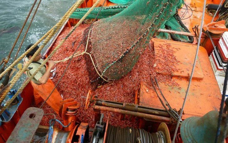 ámbito.com | pesca langostino