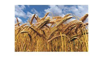 La siembra de trigo acaba de comenzar. La campaña pasada fue la peor de los últimos cien años con menos de 10 millones de toneladas del cereal.