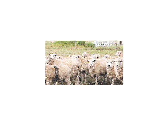La raza La Comarqueña conjuga genética de Merino, Ile de France y Texel. Su fuerte es la producción de carne.