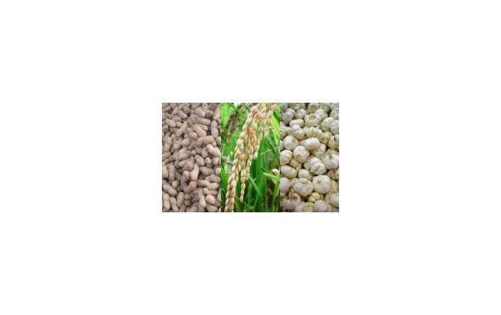 El maní, el arroz y el ajo son las producciones alternativas que más crecieron.