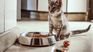 According to a Kantar survey, 8 out of 10 Argentines has at least one pet in his home. According to a Kantar survey, 8 out of 10 Argentines has at least one pet in his home.