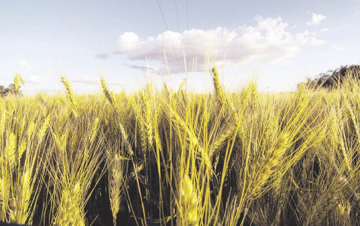El trigo lidera la suba de los granos ante la expectativa de escasez global