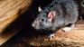 bariloche: a 45-year-old teacher died from hantavirus bariloche: a 45-year-old teacher died from hantavirus