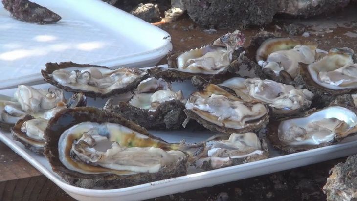 Los ostiones de Playa Ventura destacan por su tamaño y frescura; la docena se consigue entre 250 y 300 pesos directamente con los pescadores de Guerrero. Los ostiones de Playa Ventura destacan por su tamaño y frescura; la docena se consigue entre 250 y 300 pesos directamente con los pescadores de Guerrero.