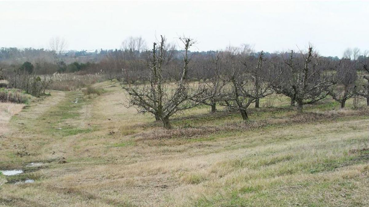 The MGAP seeks to eradicate abandoned fruit forests