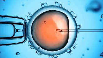 No ha sido demostrada la presencia de Covid-19 en óvulos ni endometrio y que solo un trabajo reciente reporta la presencia de virus en el semen de pacientes con infección Covid-19 sintomática. Tampoco ha sido demostrada la transmisión por placenta de madre a hijo.
