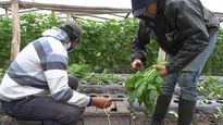 Los precios de los productos para el mercado interno continúan con registros negativos.