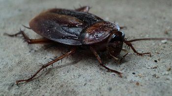 Zoológico propone bautizar cucarachas con el nombre de un ex y convertirlas en alimento de suricatas