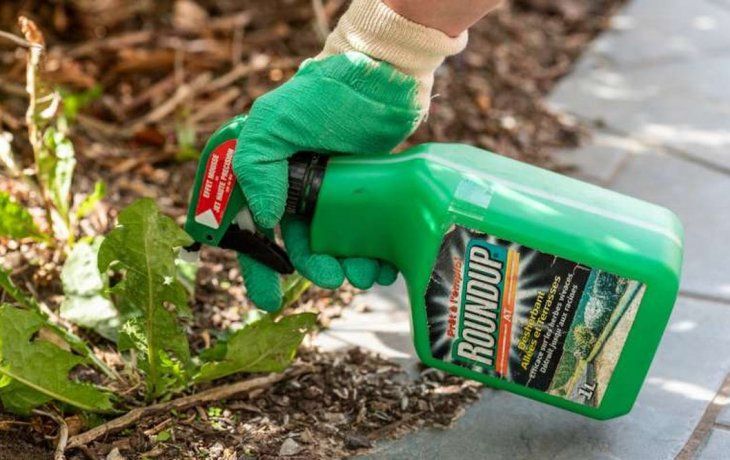 condenan a monsanto a pagar u$s 81 m por jubilado que contrajo cancer