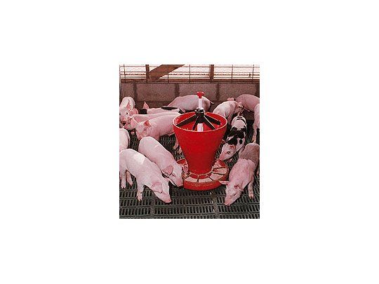 Prevén aumento de la producción de carne porcina para este año