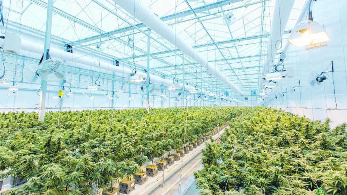 Cannabis medicinal y cáñamo industrial en el marco de la nueva regulación