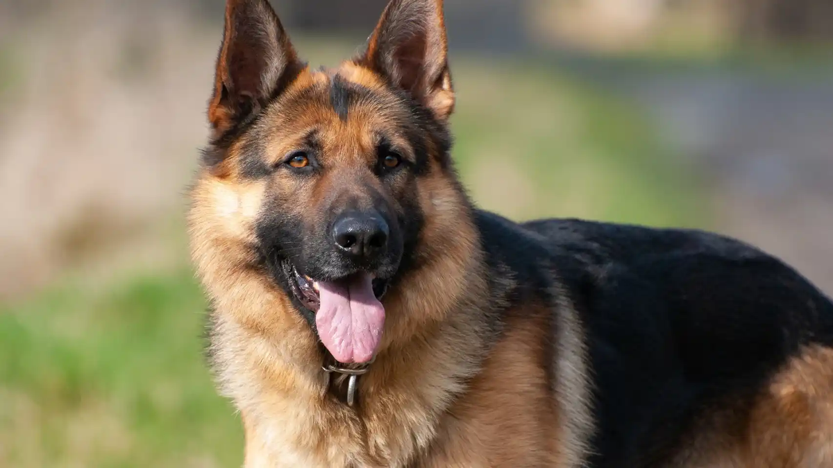 This is the smartest dog breed that overcame the border collie