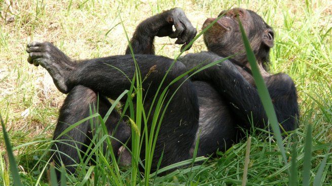 Ciencia: monos.