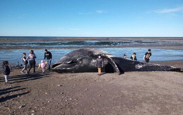 Apareció muerta una ballena jorobada y el gobierno de Chubut pide que la población no se acerque