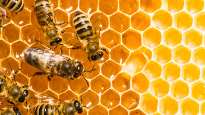 El Fipronil irrumpe en el sistema nervioso central de las abejas.&nbsp;