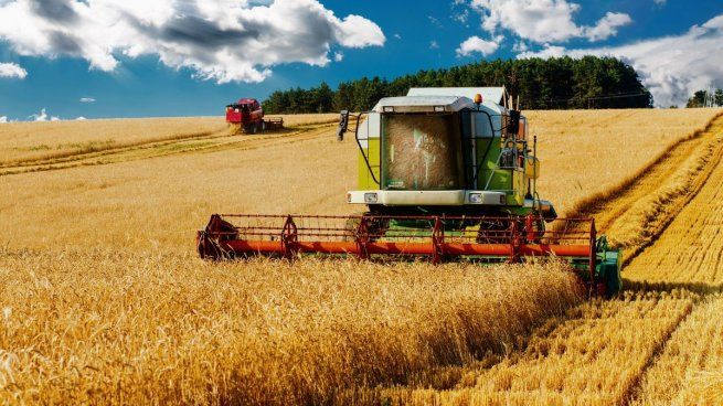 Este año la cosecha argentina de trigo sería de 15,5 M de toneladas.