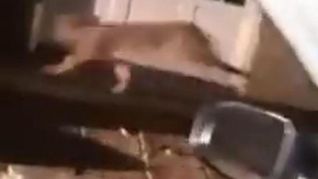 Buscan a un puma que apareció en el centro de una localidad bonaerense