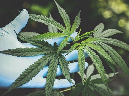 Se habilitó la primera planta de cannabis medicinal en Argentina.