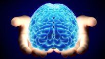Cerebro.