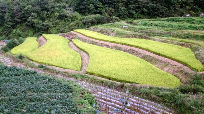 El plan coreano prevé la creación de una cadena de distribución que genere demanda, obligando a grandes compradores, incluidos organismos públicos, a adquirir productos certificados.&nbsp;