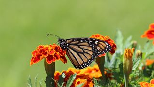 seis recomendaciones para atraer mariposas a tu jardin