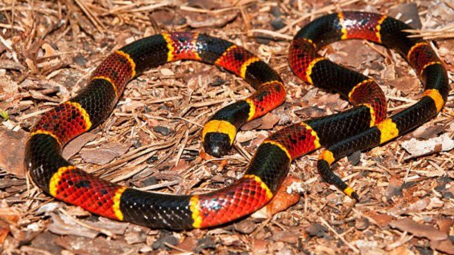 Una beba de un año fue mordida por una serpiente coral en La Pampa.