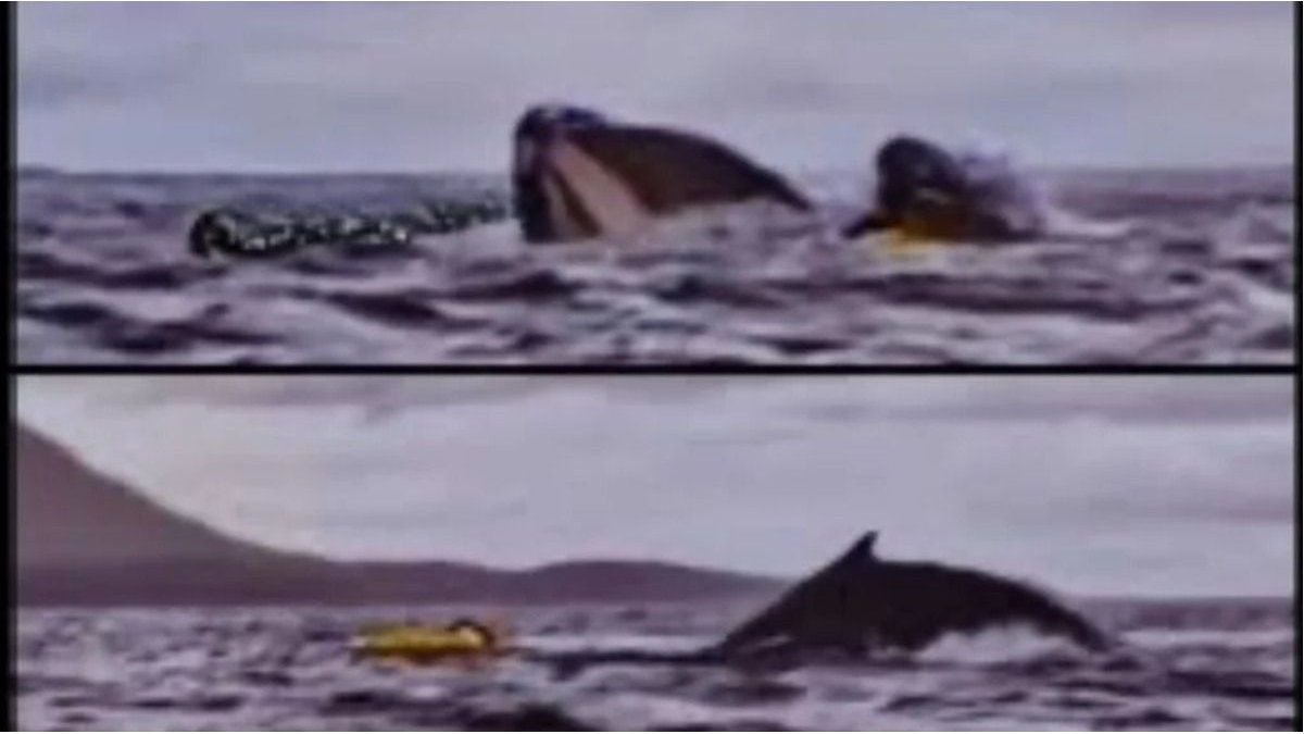 In Chile, a whale swallowed a young man and then expelled him