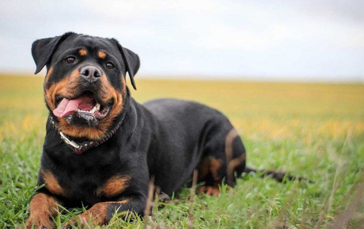Al considerar tener una mascota, es esencial comprometerse con la responsabilidad del entrenamiento y la socialización para evitar conflictos de esta índole.&nbsp;
