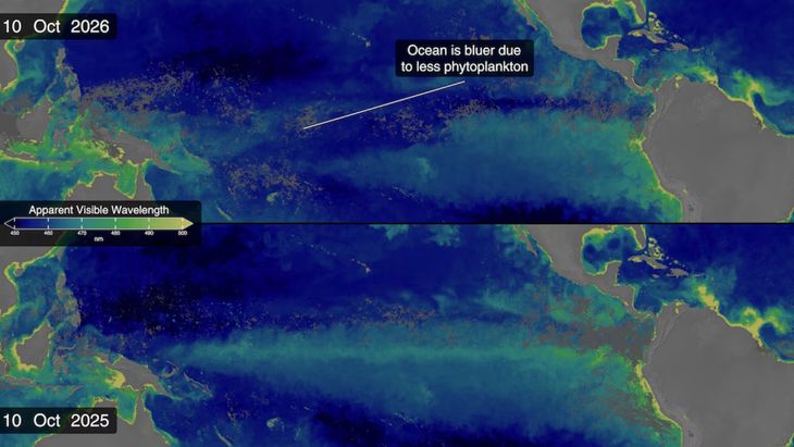 La comparación entre 2025 y 2026 muestra cambios en el color del océano: los tonos azules indican menos fitoplancton, mientras que los verdes y amarillos señalan una mayor concentración. La comparación entre 2025 y 2026 muestra cambios en el color del océano: los tonos azules indican menos fitoplancton, mientras que los verdes y amarillos señalan una mayor concentración.