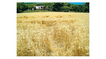 El tiempo de siembra se extingue, y el 70% del área núcleo está imposibilitado de completar las siembras, de no haber nuevas precipitaciones esta semana.