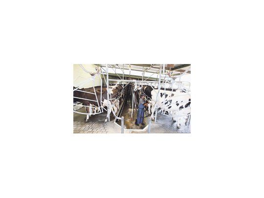 El sector lechero generará ingresos por $ 36 mil millones, estimando una producción de 10 mil millones de litros de leche para esta temporada.