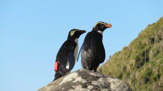 Los pingüinos inician su travesía migratoria en abril, una vez que han renovado sus plumas por completo. Esta etapa coincide con el 25 de abril, fecha en la que la comunidad científica internacional hace un llamado a proteger a estas especies emblemáticas y a preservar el equilibrio de nuestros mares. Los pingüinos inician su travesía migratoria en abril, una vez que han renovado sus plumas por completo. Esta etapa coincide con el 25 de abril, fecha en la que la comunidad científica internacional hace un llamado a proteger a estas especies emblemáticas y a preservar el equilibrio de nuestros mares.
