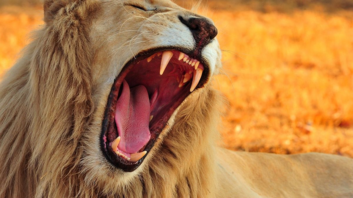 Incautan 60 kilos de garras y dientes de león en Sudáfrica