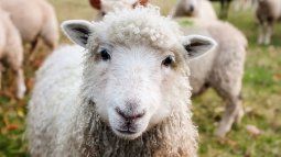 During January and February, exports of wool and byproducts improved 7% year-on-year. During January and February, exports of wool and byproducts improved 7% year-on-year.