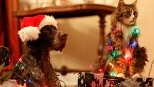 Consejos para que tu perro no destruya el árbol de navidad.&nbsp;