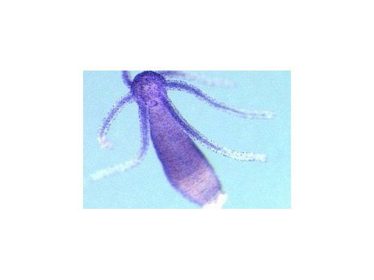 Hidra, un invertebrado que no mide más de un centímetro