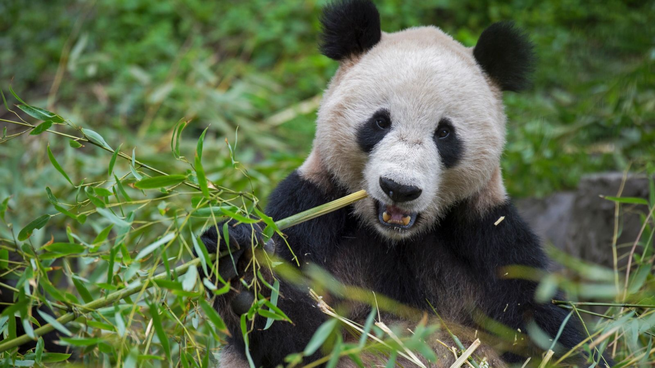 El oso panda es uno de los animales que se encuentra en peligro de extinción.