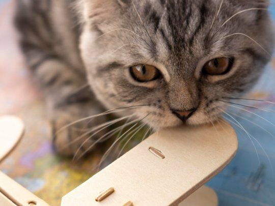 Gato.