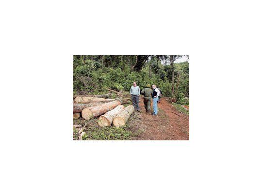 El cultivo de la soja y la producción ganadera ganan terreno a la Amazonia brasileña. La tala de árboles se centra ahora en terrenos de menor tamaño y más complicados de fiscalizar por el Estado.
