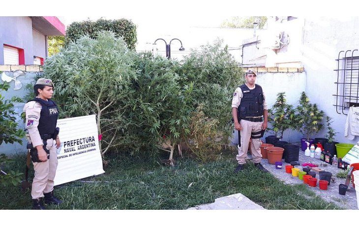 Detuvieron a un empleado del Ministerio de Seguridad con 13 plantas de marihuana