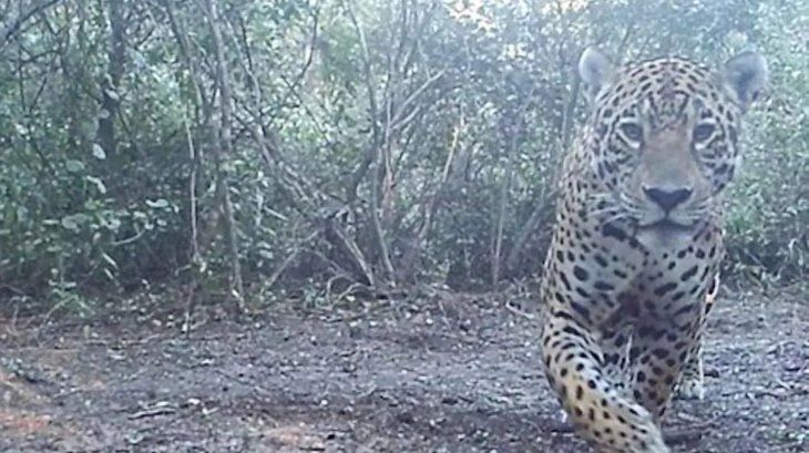 El proceso de reintroducción del Yaguareté tiene resultados positivos. 