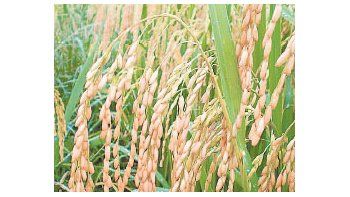 El arroz es uno de los principales cultivos. Junto con el maíz y la soja representan el 93,1% de la producción.