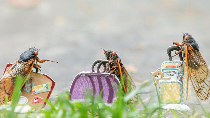 La aparición de los insectos inspiró a la fotógrafa estadounidense Oxana Ware a crear instalaciones artísticas a pequeña escala.