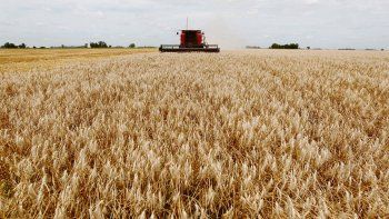 Las expectativas de lluvias est&aacute;n puestas en la pr&oacute;xima semana, para mitigar la baja de los rindes del trigo