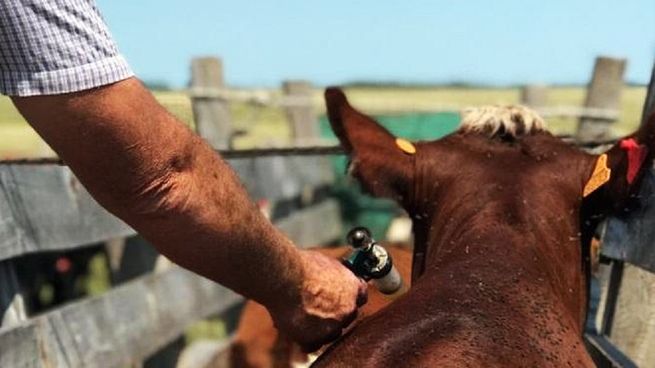 Un grupo de científicos uruguayos desarrolló una vacuna clave contra las garrapatas que afectan el ganado bovino.