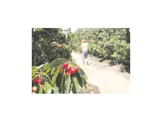 BENEFICIADOS. La cadena de valor frutícola es uno de los sectores que podrían acceder a esta línea crediticia.
