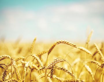 Efecto sequía: advierten que puede faltar trigo para exportar